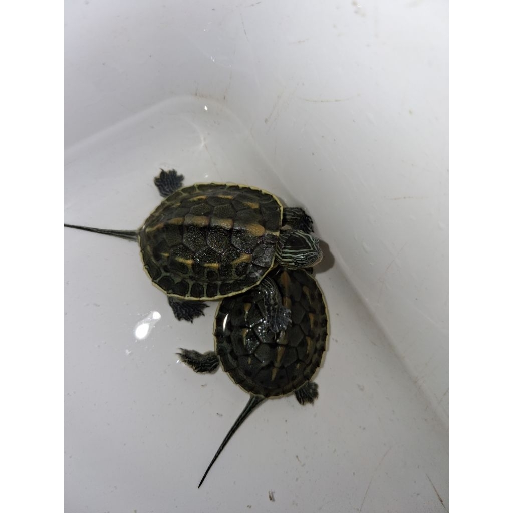 kura kura ocadia sinensis ukuran±5cm cb lokal (no minus)