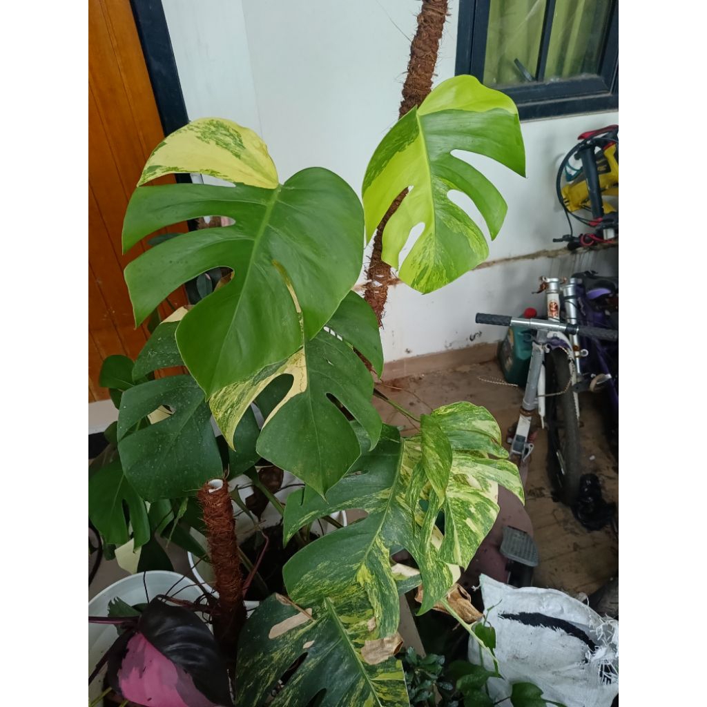 monstera varigata yellow (marmorata)