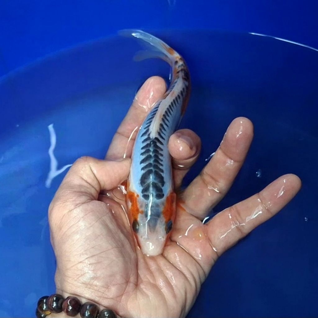 Ikan Koi Blitar Jenis Shusui / Rumah Koi Jakarta / kode 0016