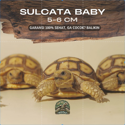 PELET MAKANAN SULCATA / SULKATA BABY GRADE A SEHAT RAKUS NO MINUS GARANSI