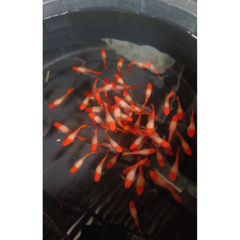 Guppy Albino koi pasangan