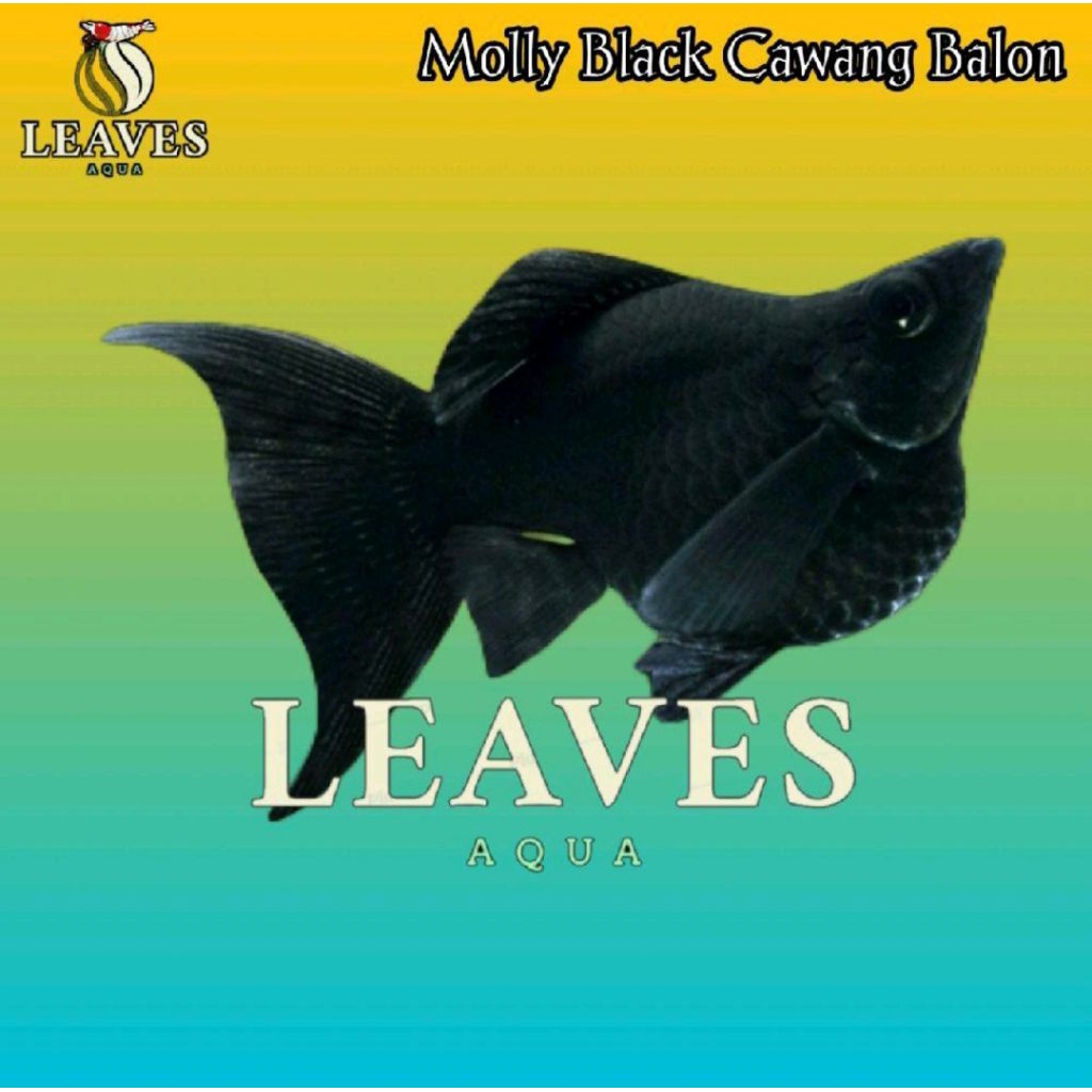 ikan molly balon black cawang lyretail size indukan