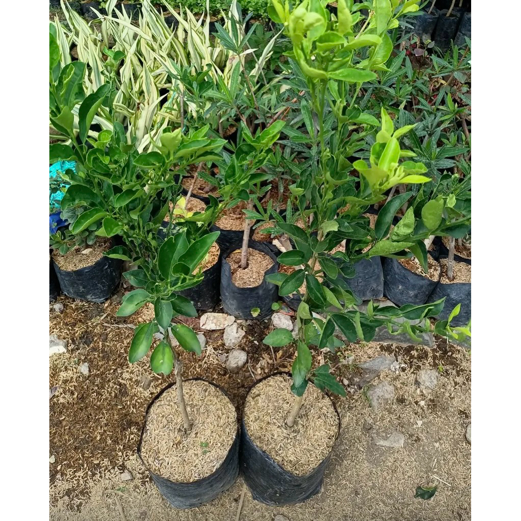 Jeruk sambal limau tanaman - tanaman jeruk sambal limau - KHUSUS INSTANT