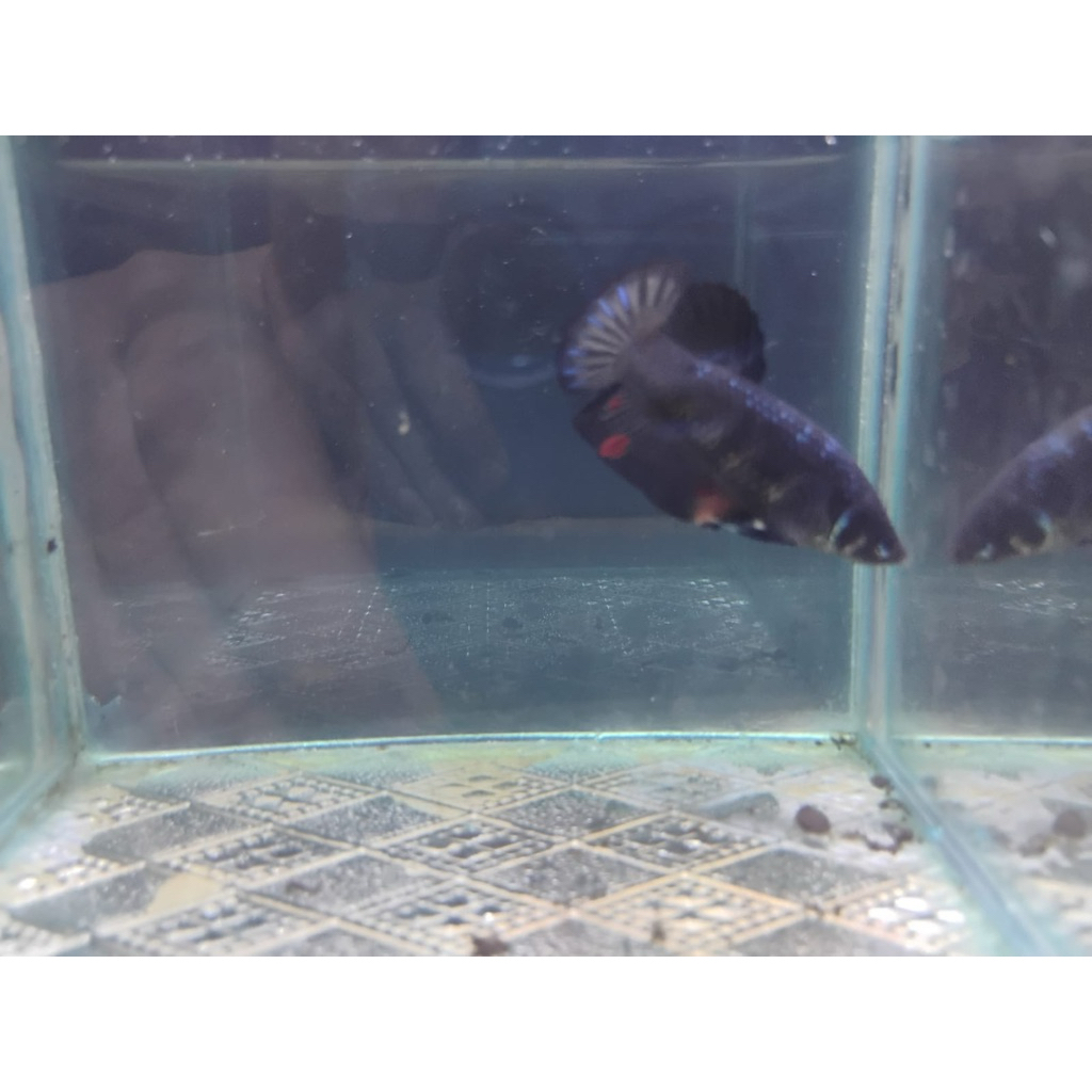 Cupang Giant Female BO 4.3-4.7