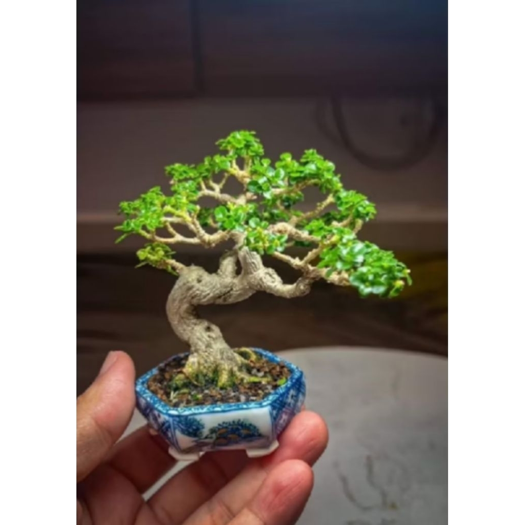 Bahan bonsai sancang mini hidup berakar acak Siap Program