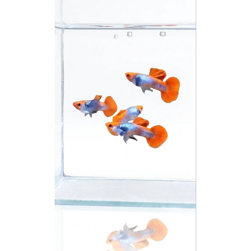 Guppy PRT Koi/pasang