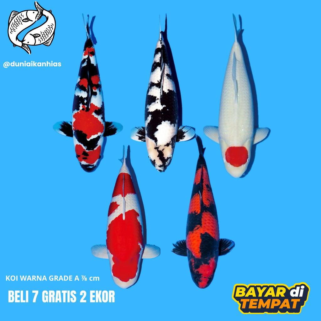 (reguler)Koi warna Blitar kohaku|sanke|shiro|showa 7-8 cm