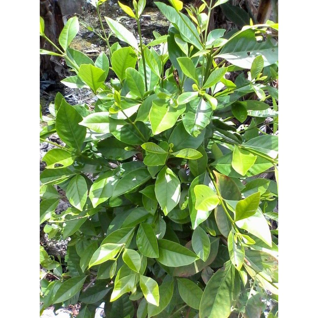 DAUN SALAM 2k/10 Lembar