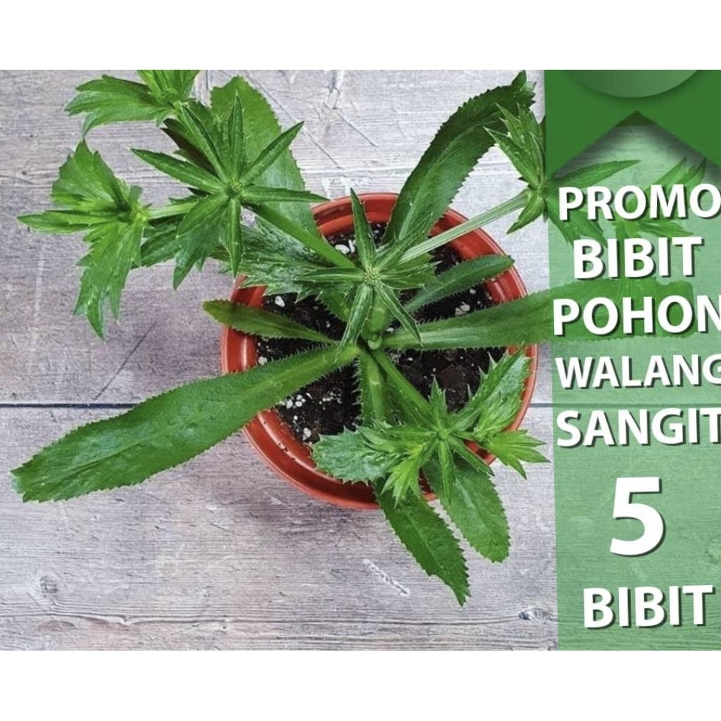 Daun Walang Sangit/Bibit Walang Sangit Per 5 pohon |