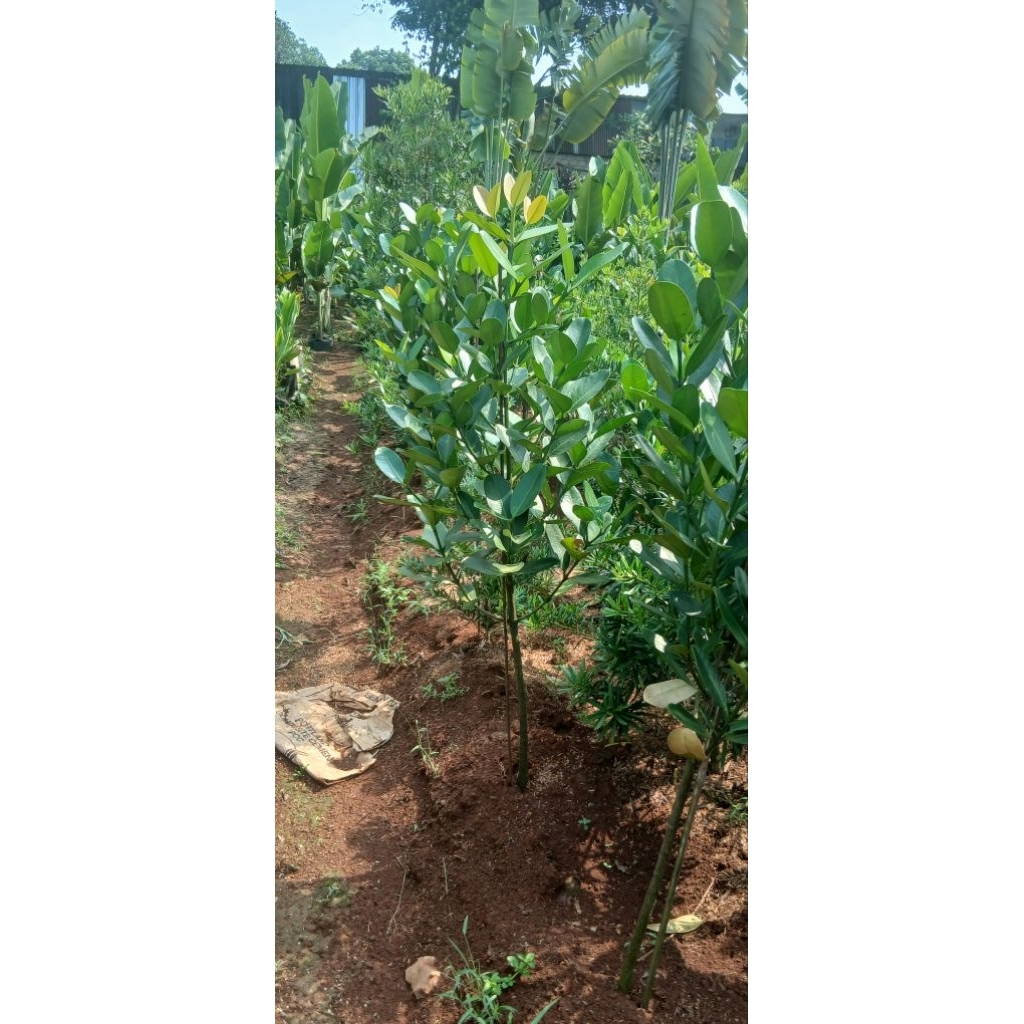 tanaman garcinia siap tanam 1 meter