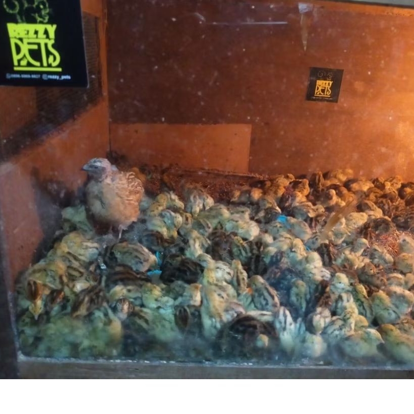 anak burung puyuh hidup