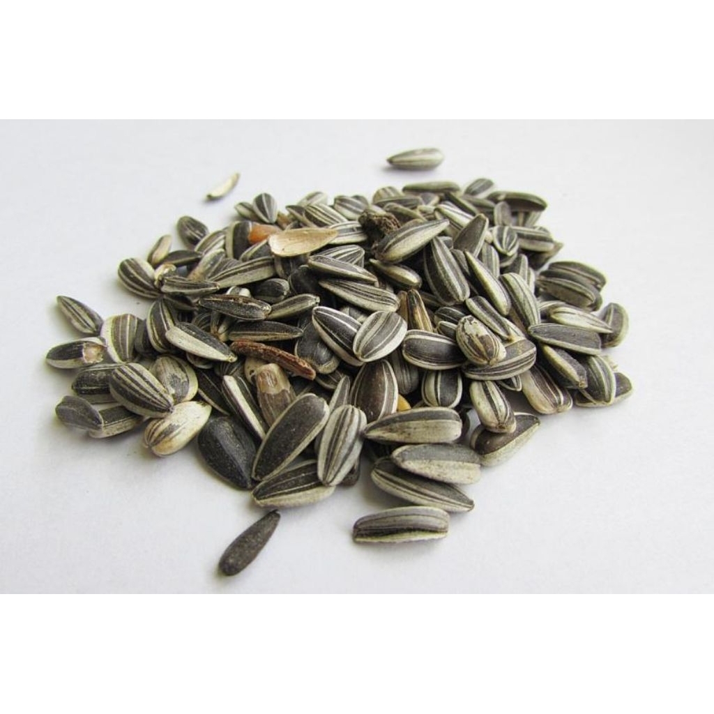 Biji bunga matahari KUACI MATAHARI MENTAH 500Gram