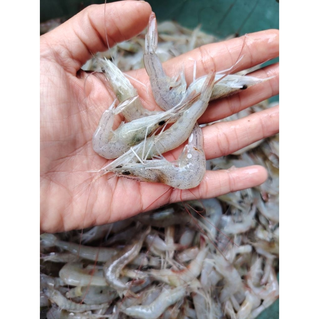 UDANG KECIL UDANG PEYEK SEGAR