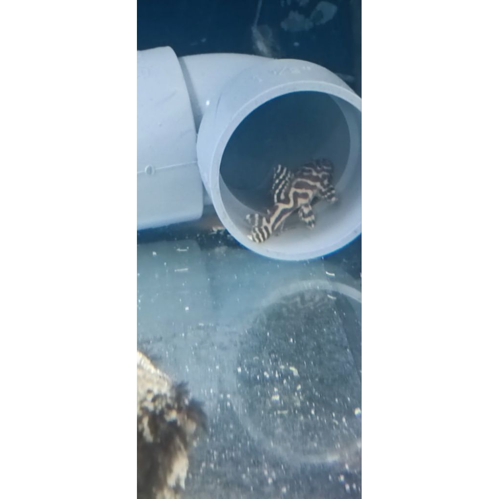 Pleco L129