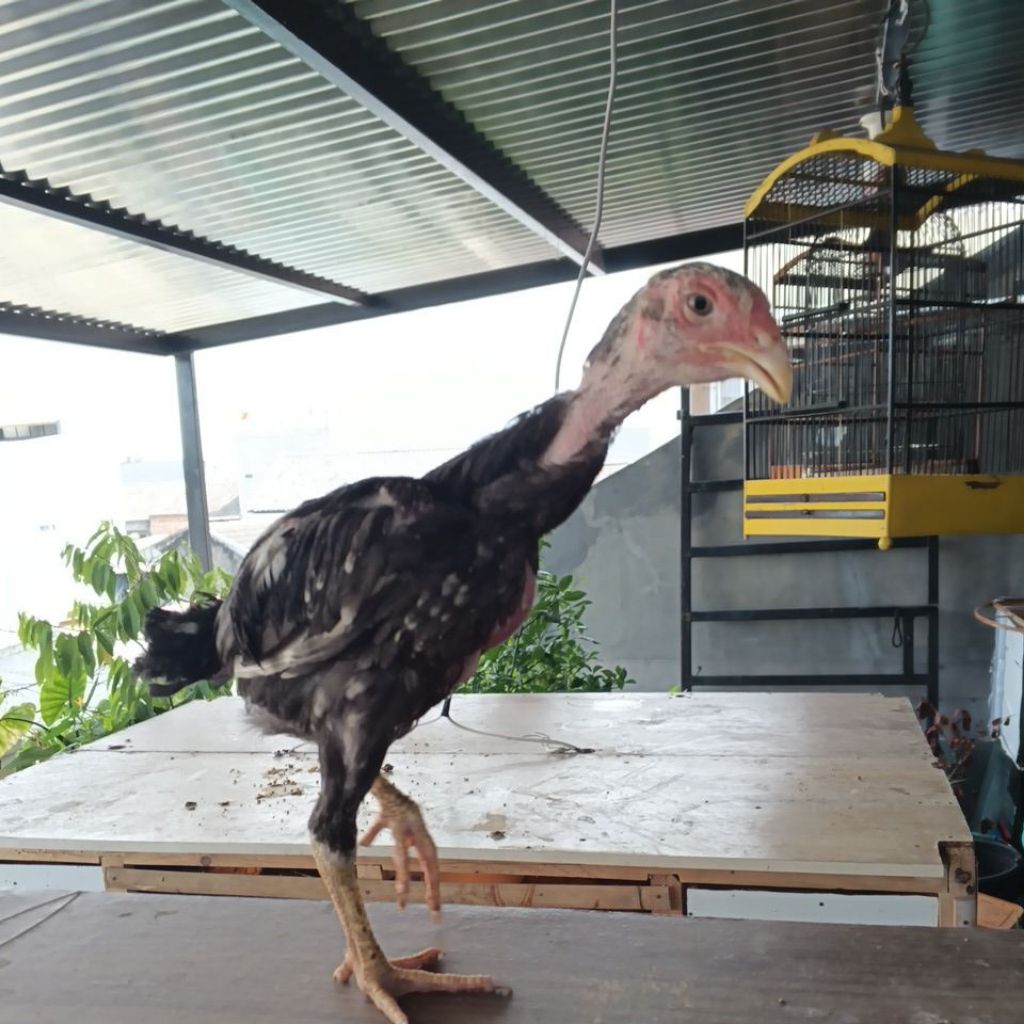 anak ayam Bangkok pakhoy usia 2 bulan