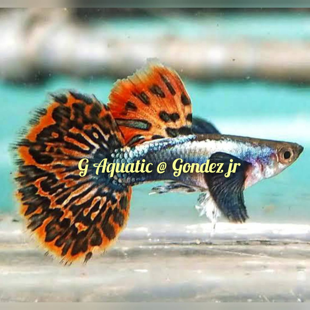 ikan guppy green mozaik