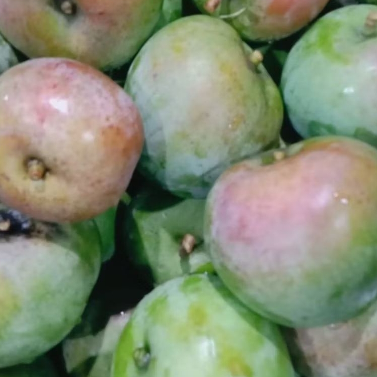 Mangga Apel Muda/kilo