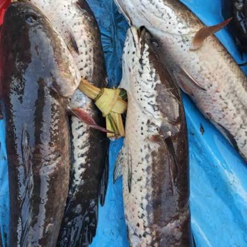 ikan gabus segar
