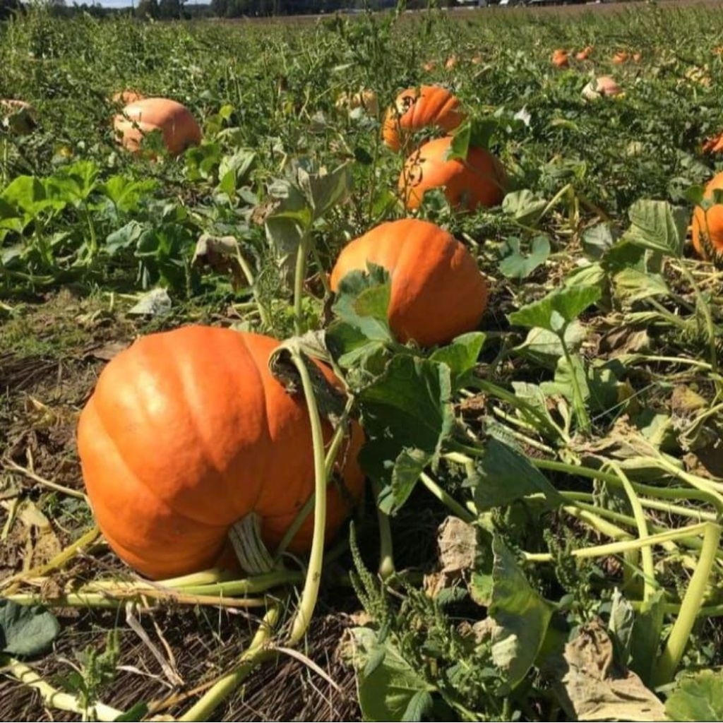 Biji benih labu raksasa atlantic Giant pumpkin