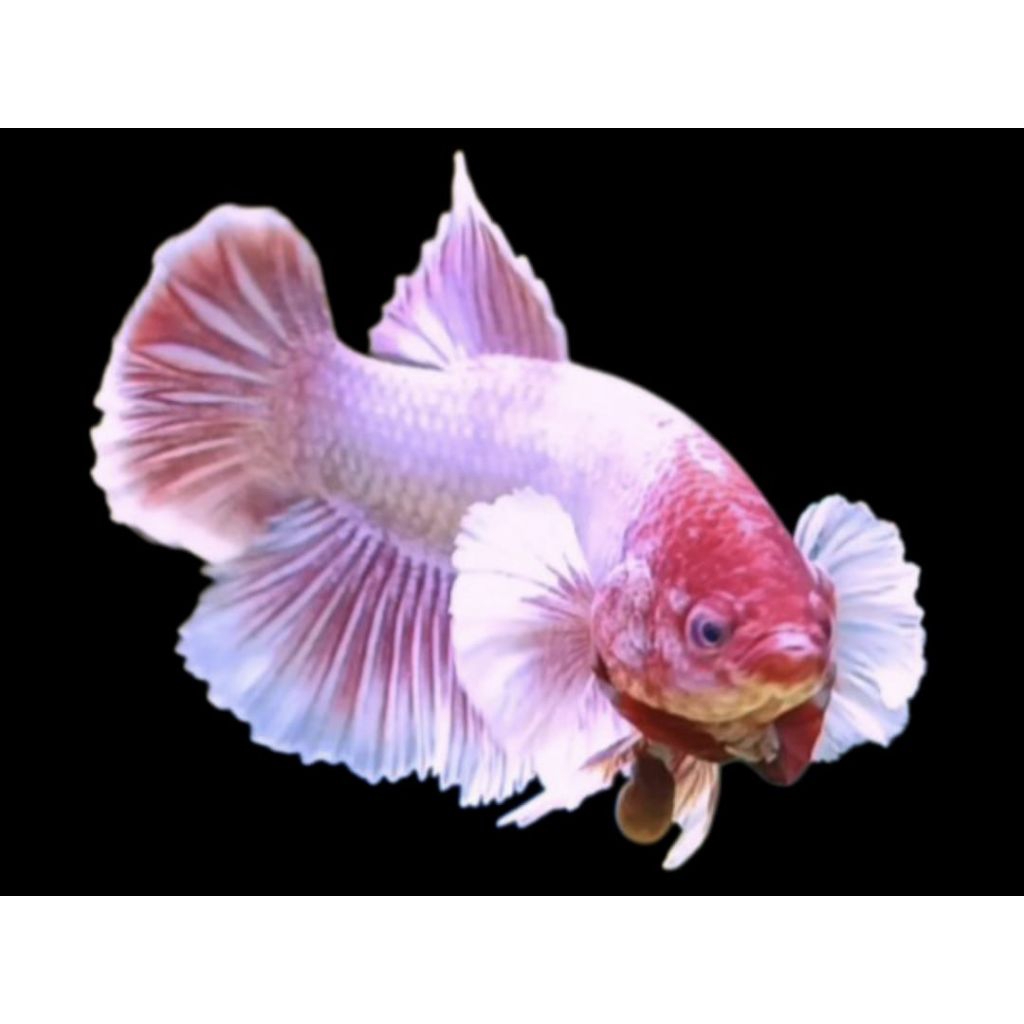 cupang bigear pink flamingo