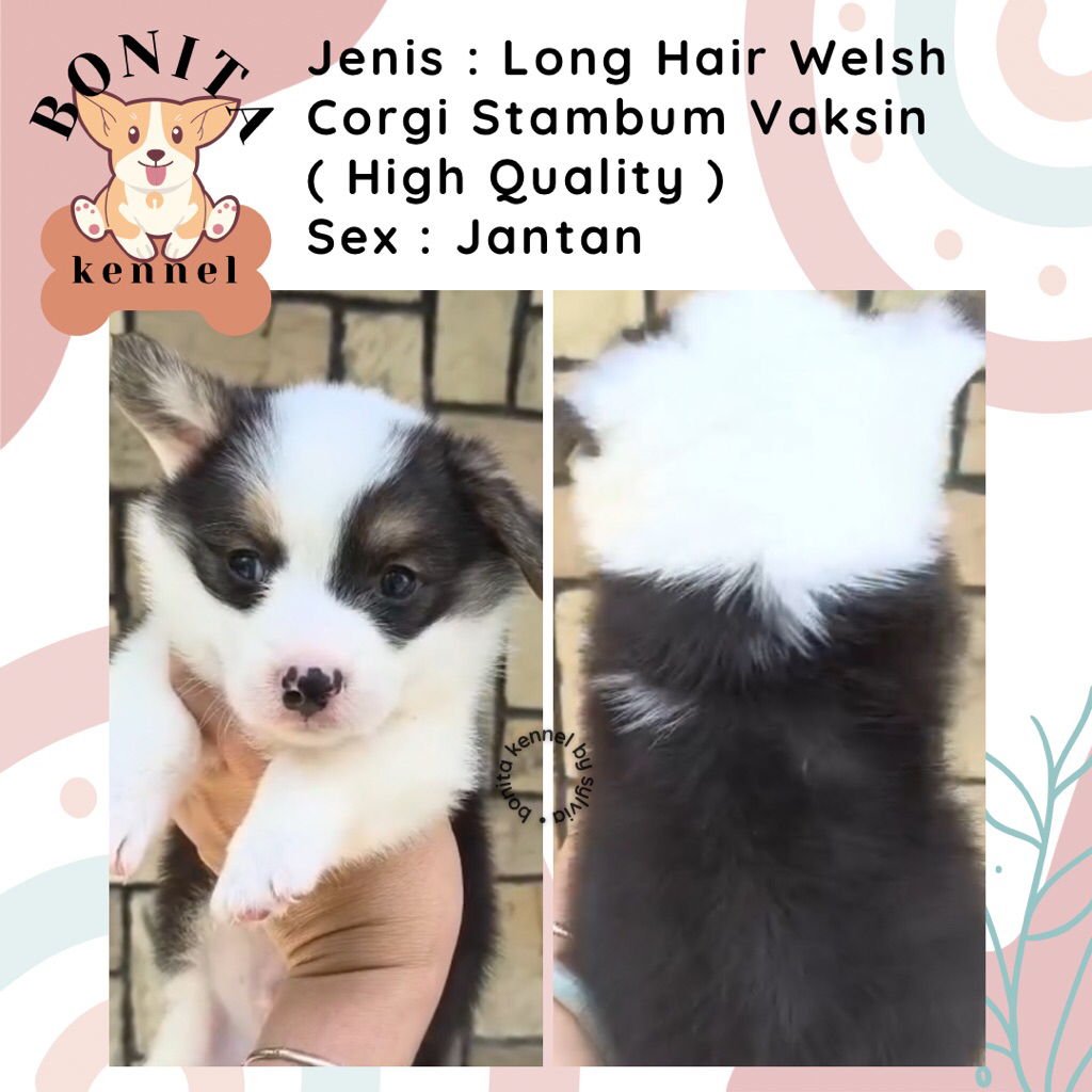 Long Hair Welsh Corgi Stambum Sable Three Color Anak Anjing Corgi Jantan Betina