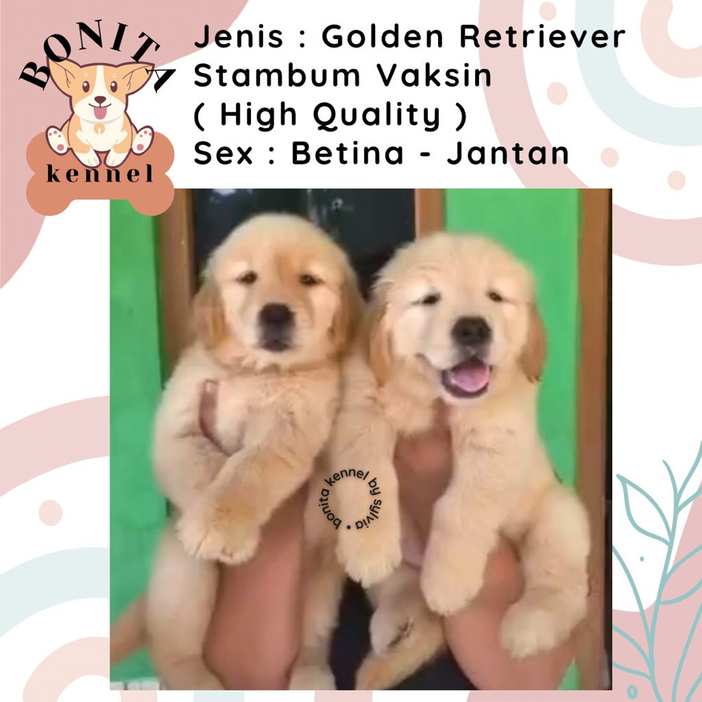 Golden Retriever Stambum Anak Anjing Golden Jantan Betina