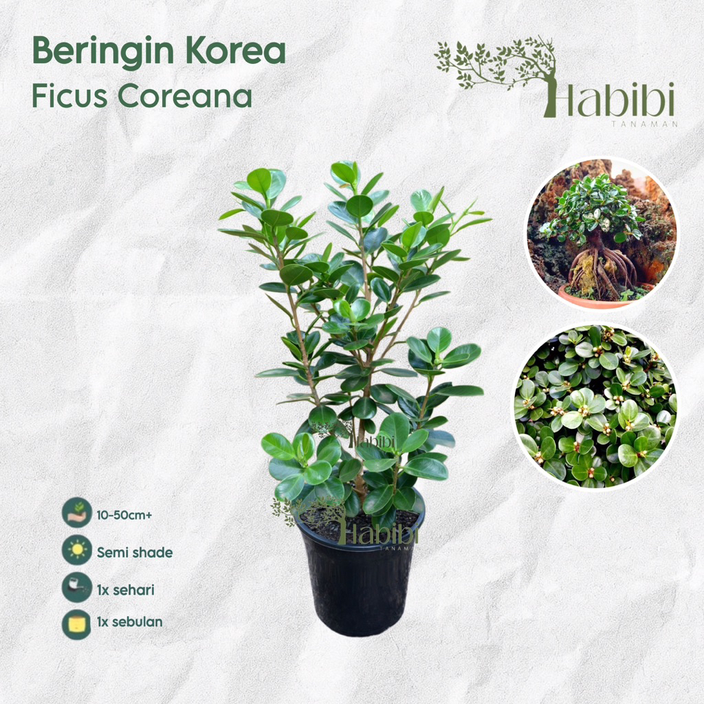 Bibit Bonsai Beringin Korea - Tanaman hias beringin korea - Pohon beringin korea