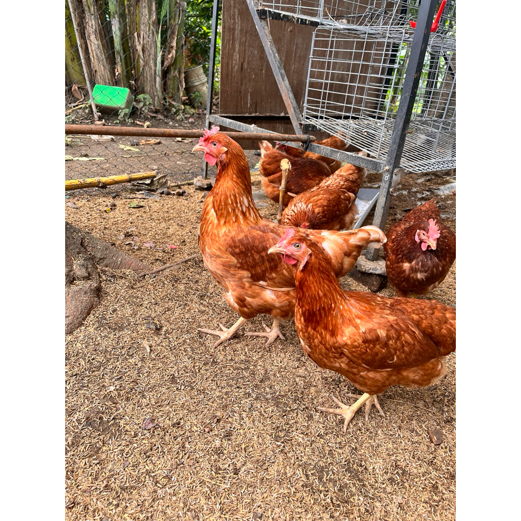 ayam petelur siap bertelur