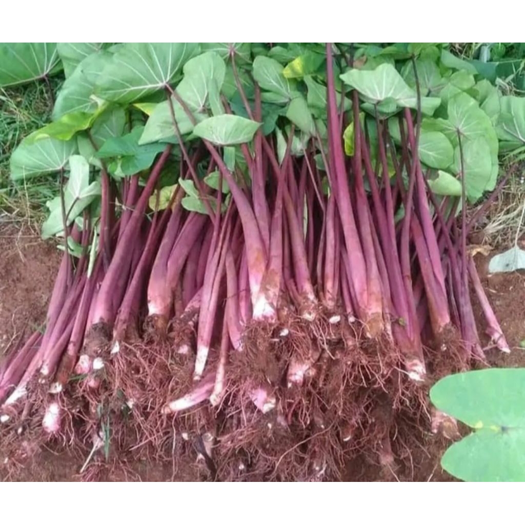 bibit talas pratama talas bogor 1.2.3 per 10 batang