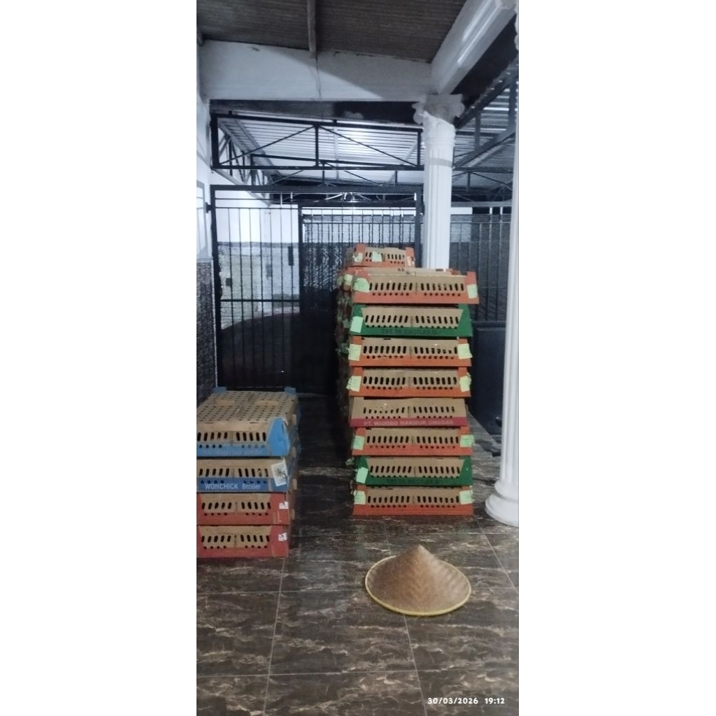 Doc Ayam Arab Betina (Petelur)