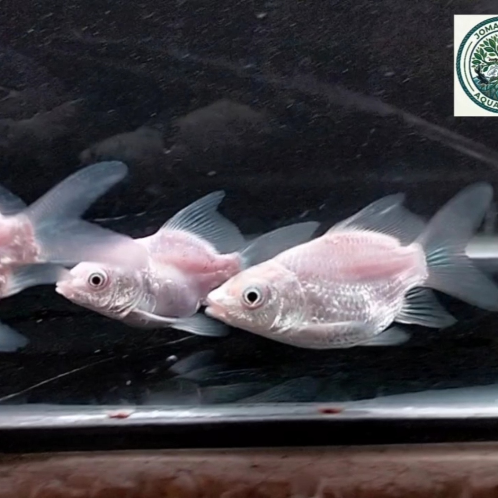 Koi Hudielong Platinum Size 5cm - 6cm koi butterfly short body platinum
