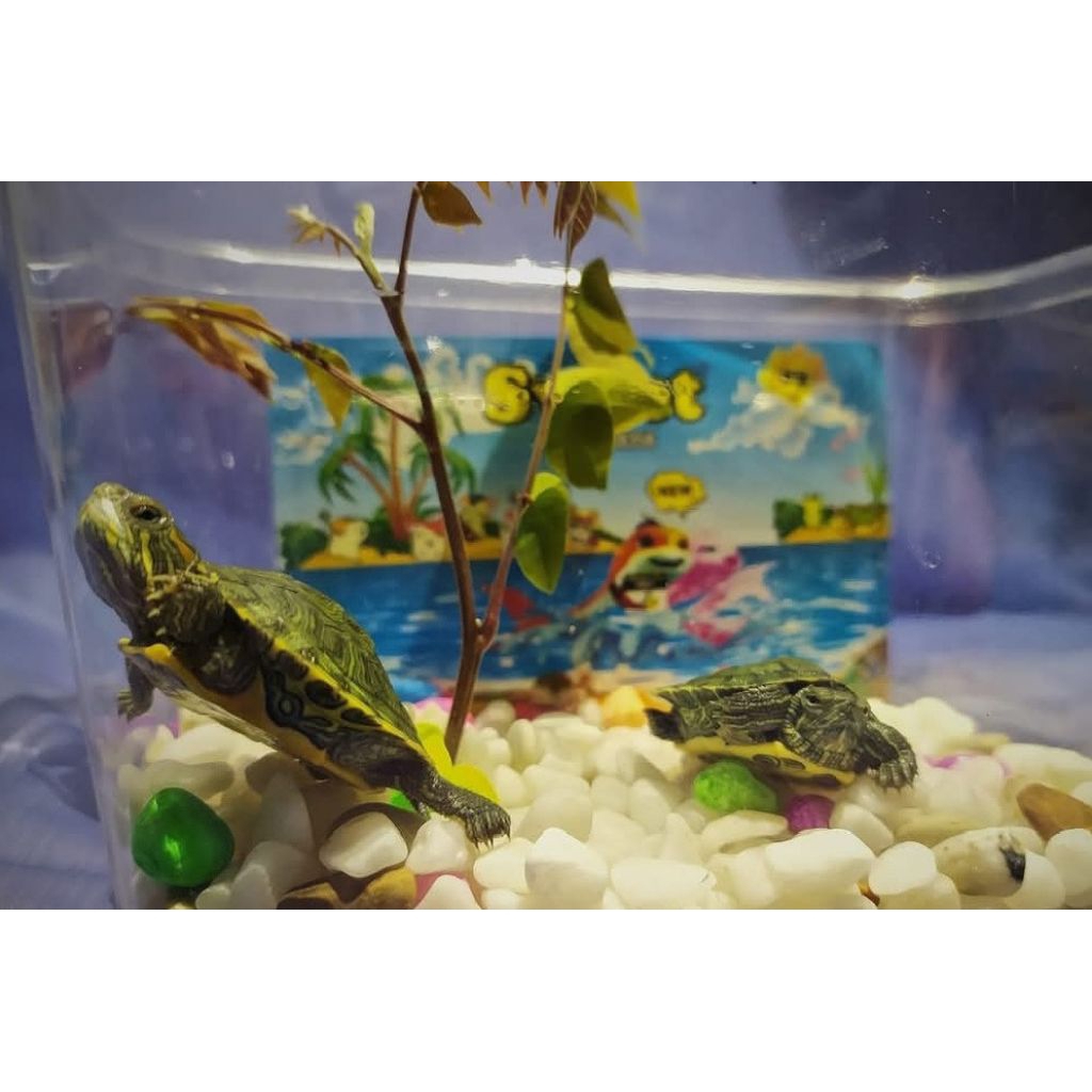 1 Paket Figure Kura-Kura Brazil Baby Hiasan Aquarium