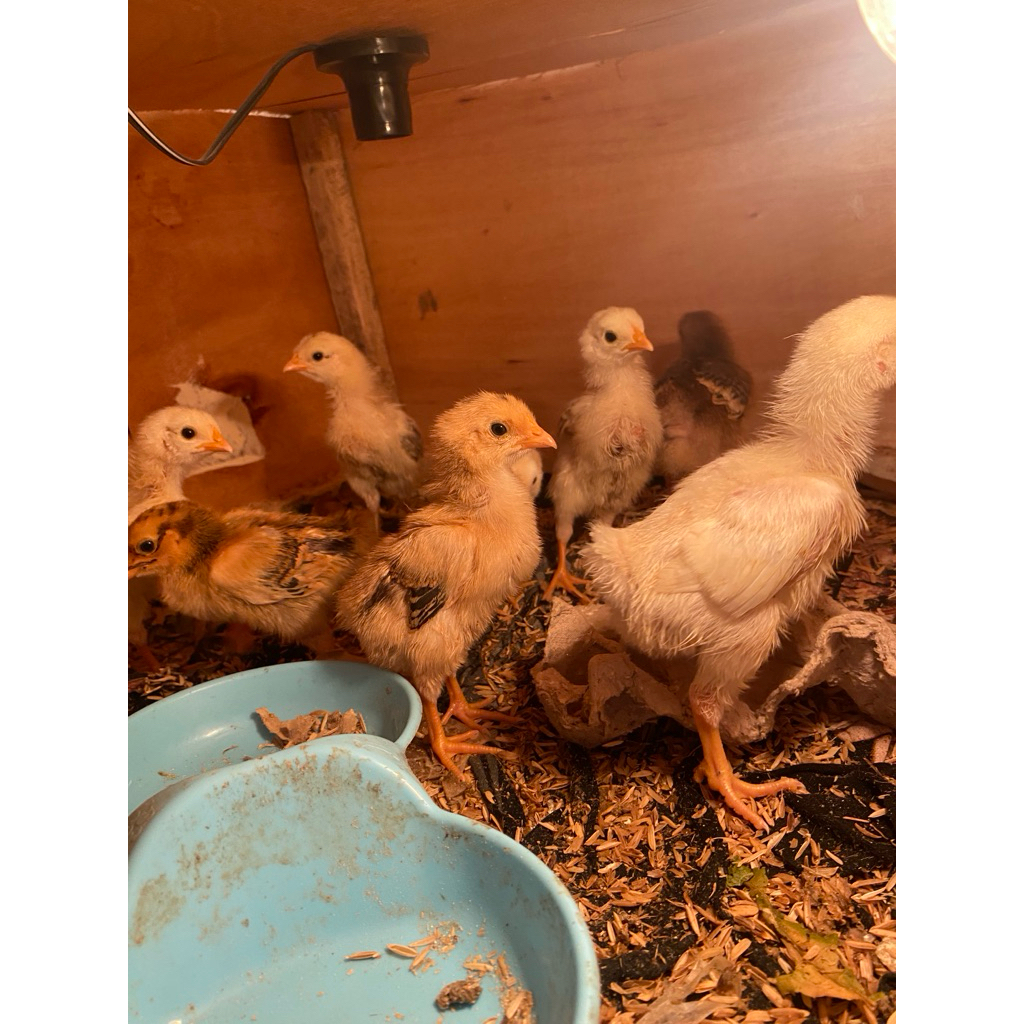 Doc ayam elba petelur