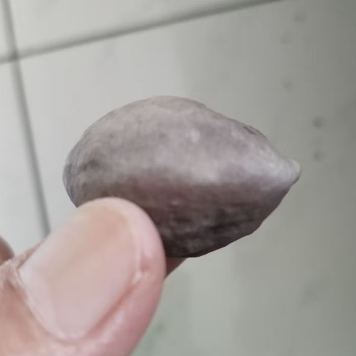 Kemiri Adu Muncang Adu Nyonyo ZT Ori Semiurgen Tua Jatuhan