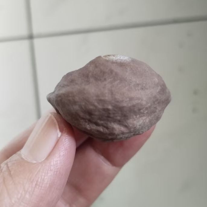 Kemiri Adu Muncang Adu Jayanti Si Karet Semiurgen