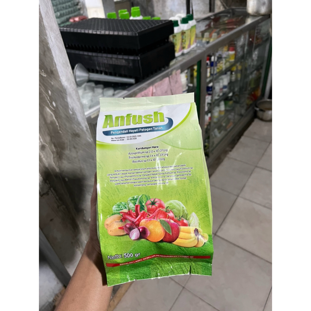 Anfush tricoderma pencegah layu fusarium