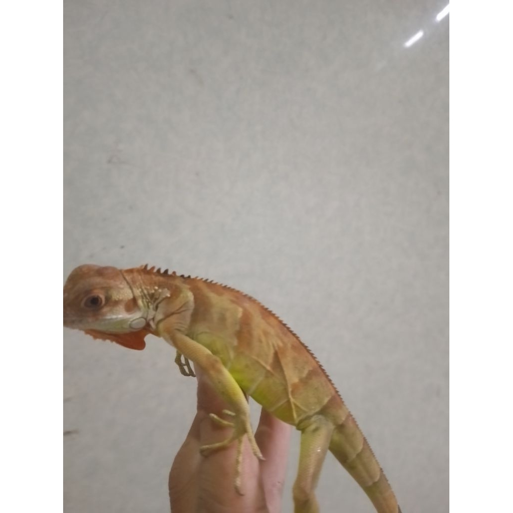 Baby iguana RED Cakep Belang mantul
