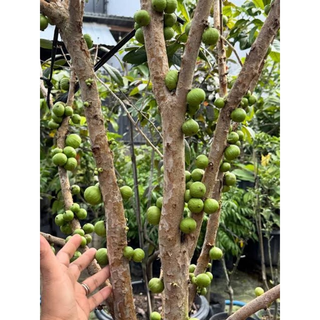 Bibit tanaman Buah Anggur Pohon Preco putih / jaboticaba white / anggur brazil putih
