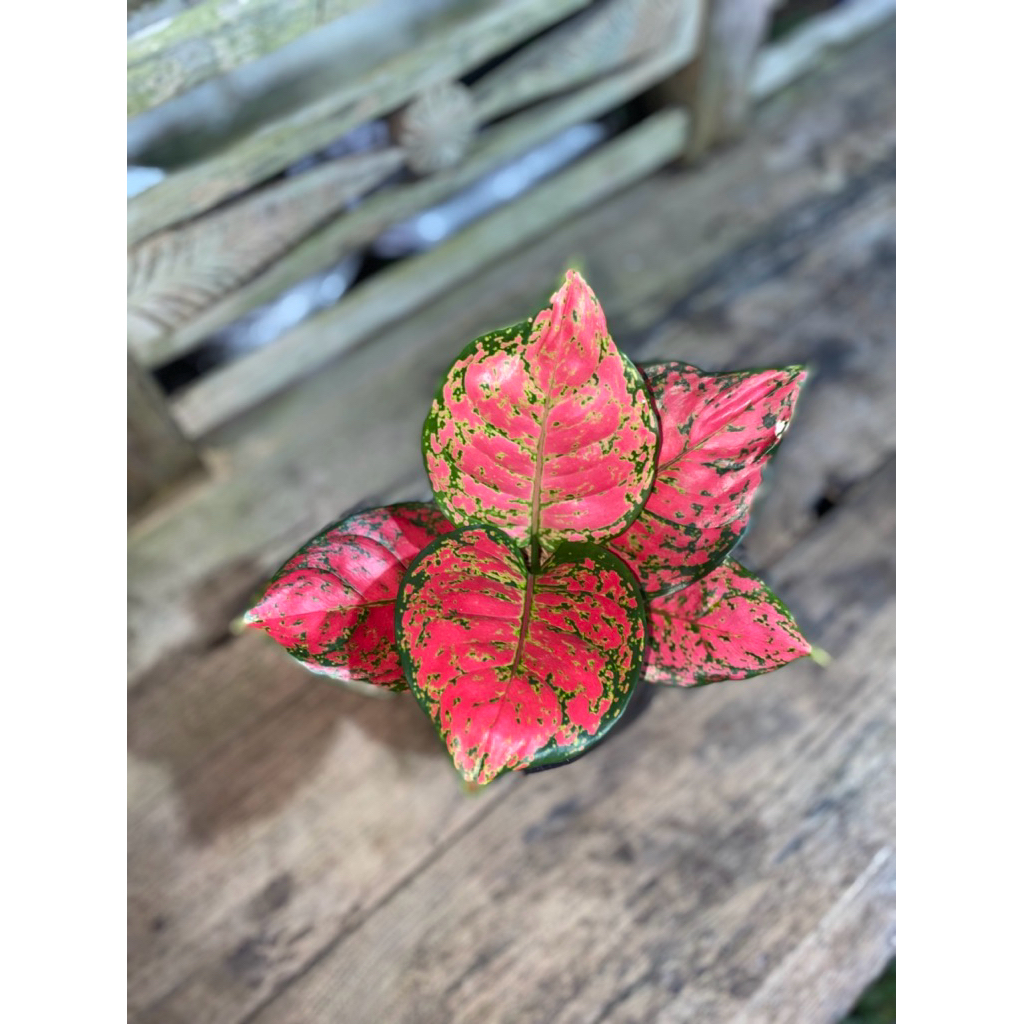 aglaonema dud anjamani