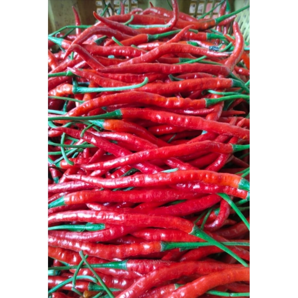 cabe merah kriting 1kg