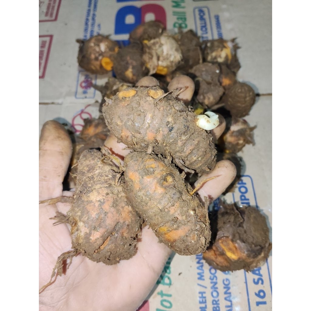 biang kunyit segar 1kg