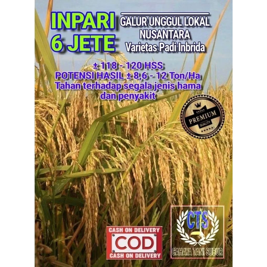 INPARI 6 JETE BENIH PADI VARIETAS SUPER UNGGUL ( 1kg )