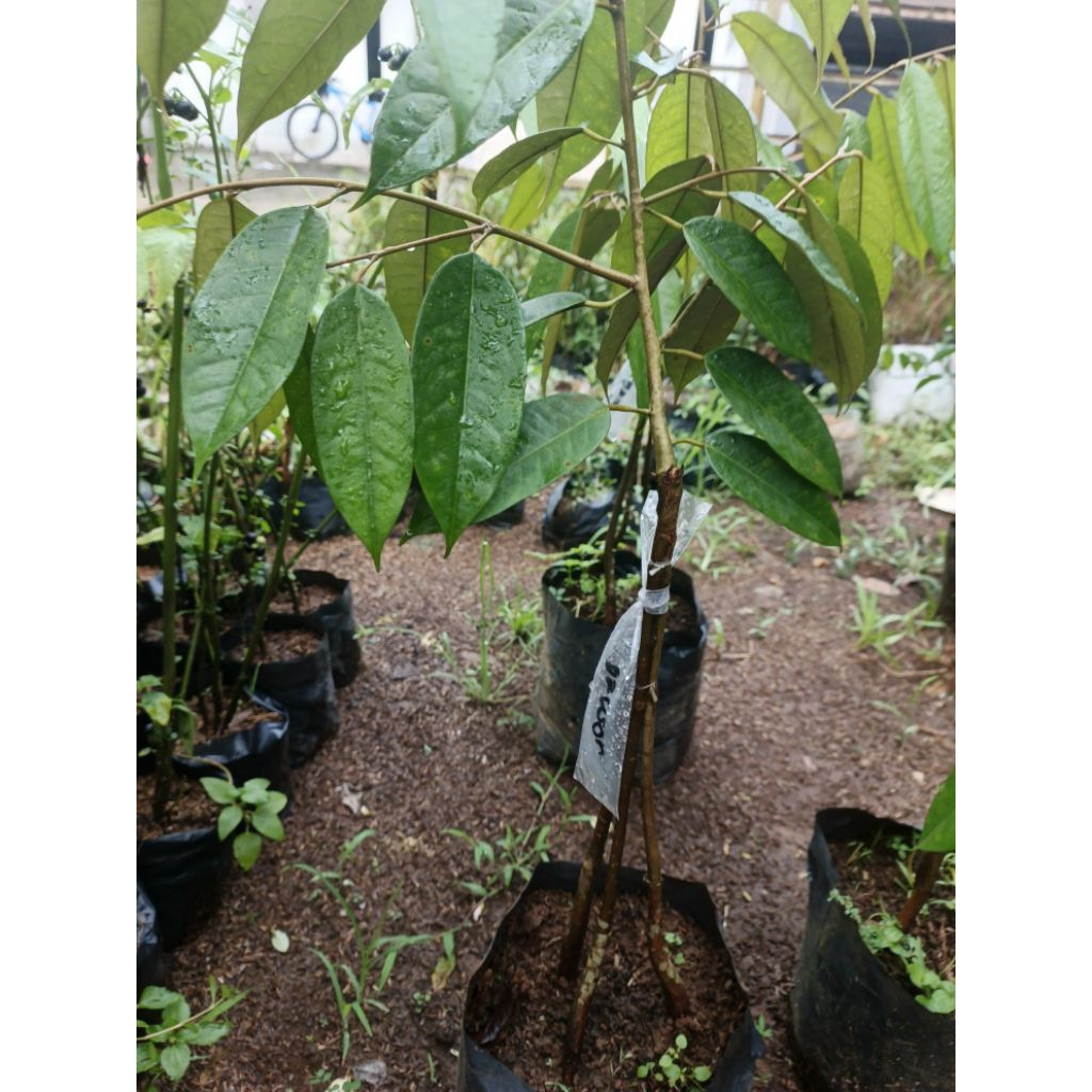 tanaman durian montong / bibit pohon durian montong