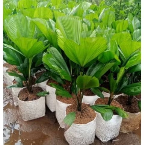 Tanaman Hias palm kipas (licuala grandis)