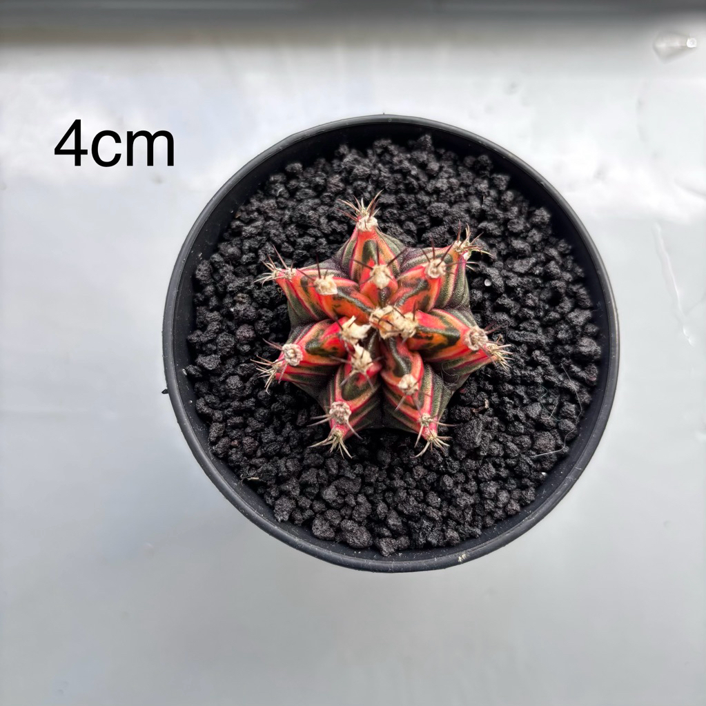 gymnocalycium mihanovichii varigata rare