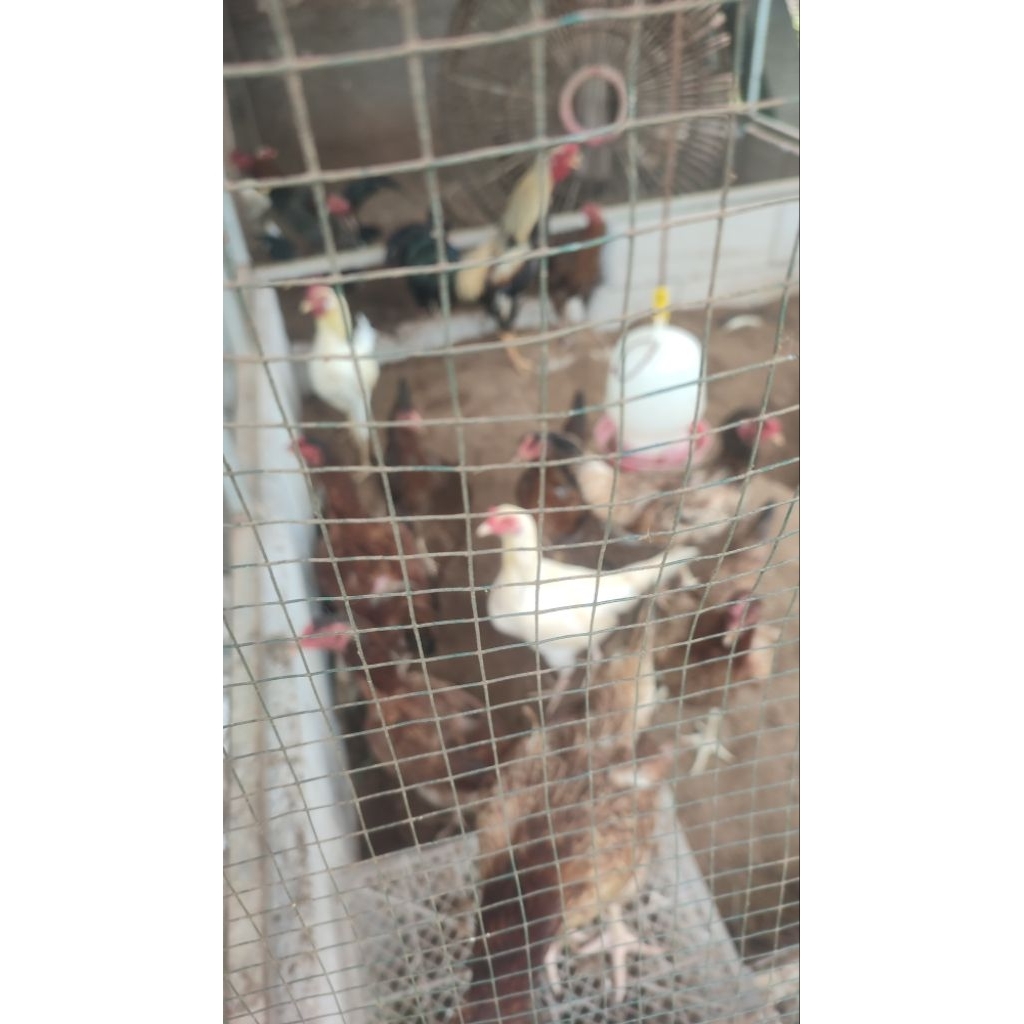 paket indukan ayam KUB 2, 1 jantan + 4 betina