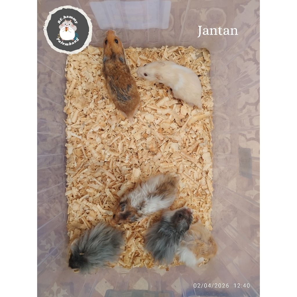 hamster syrian indukan 5bulan+  [HANYA KOTA PALEMBANG]