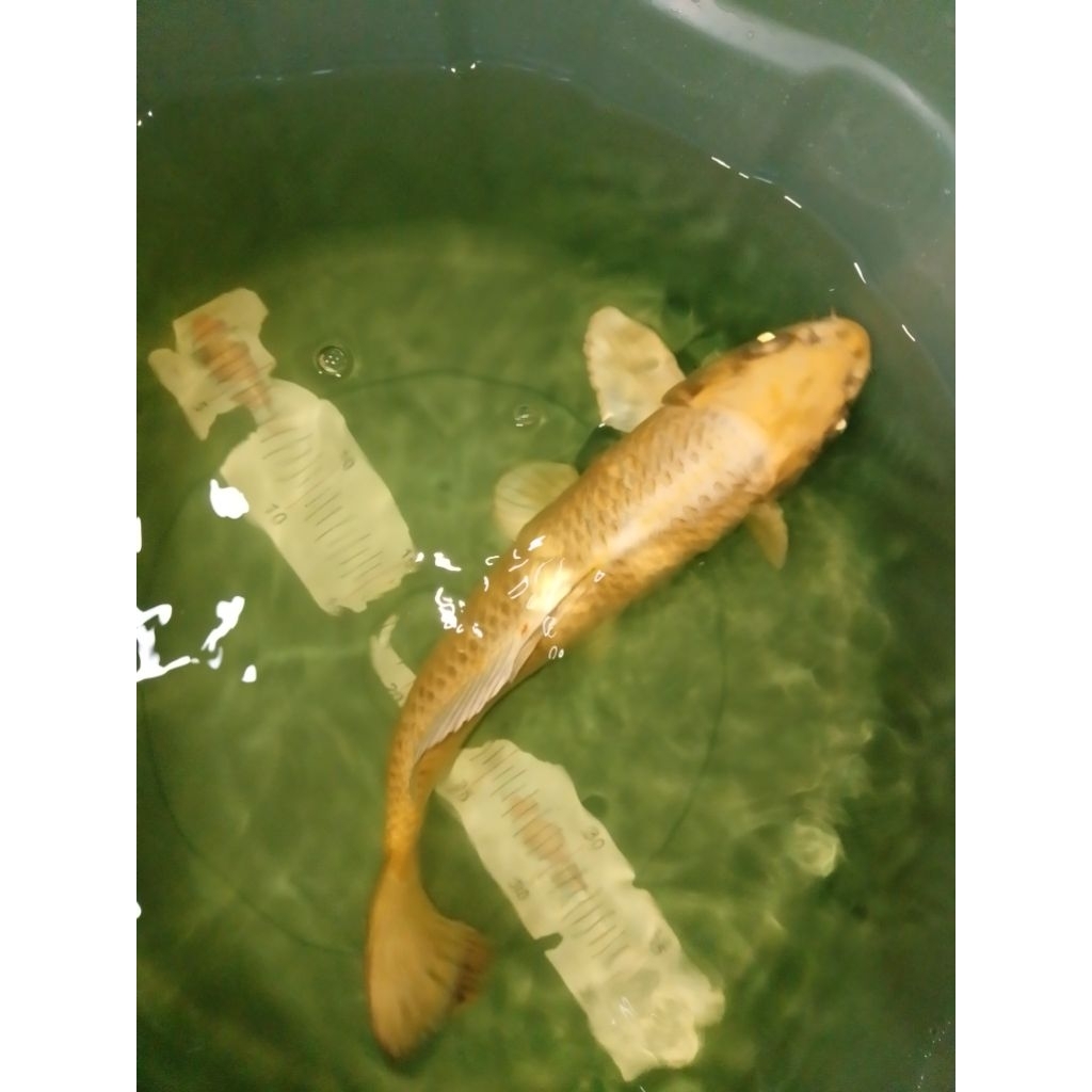 Ikan koi jenis Mukashi warna yellow metalik 33cm