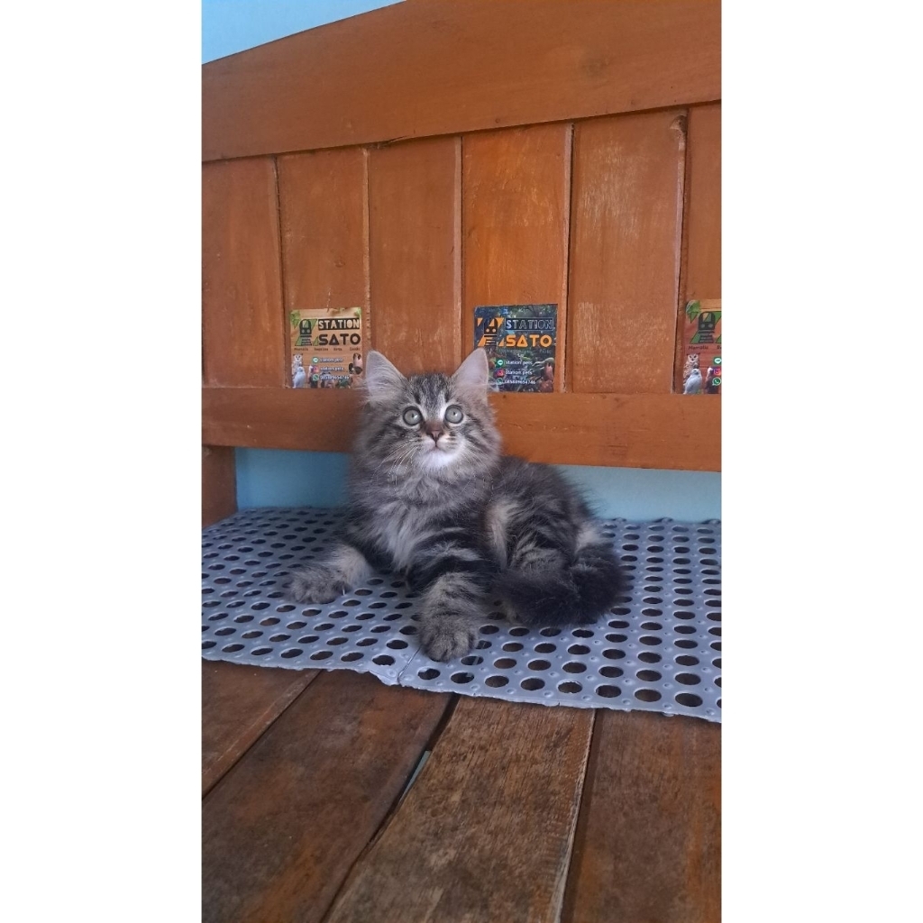 Kucing persia tabby lucu longhair murah
