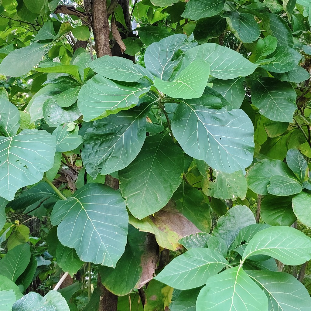 Daun Jati Segar 1KG untuk pembungkus makanan nasi pewarna obat tradisional herbal alami